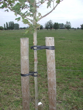 Baum an Pfahl befestigen