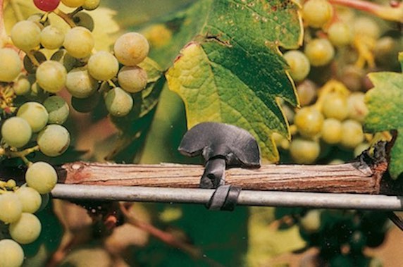 Weinpflanzen am Draht binden