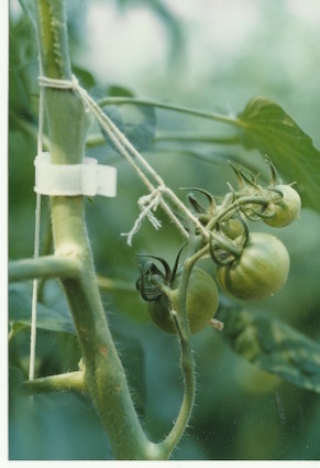 Unterstützung von Tomatenträger