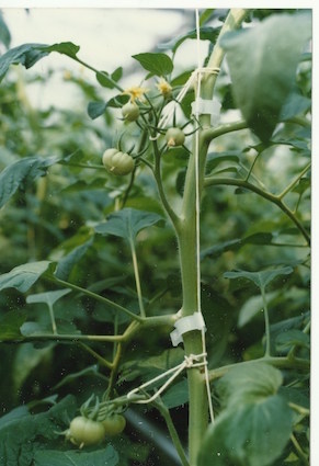 Soutenir les bouquets