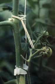 Soulever les bouquets de tomates