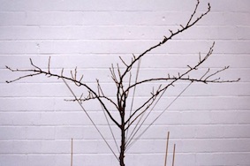 Twig fix for pear trees