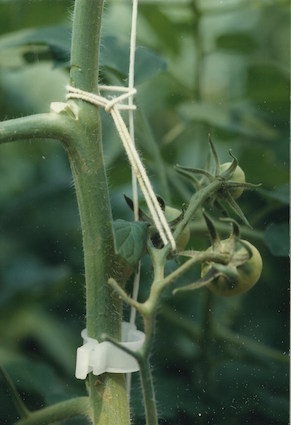 Avoid knicks at tomato plants