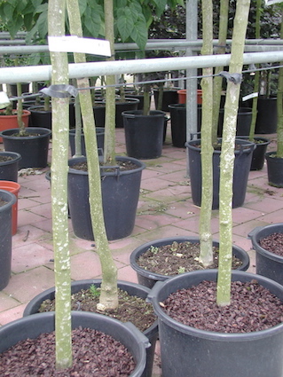 Opgestelde verkoop in tuincentra