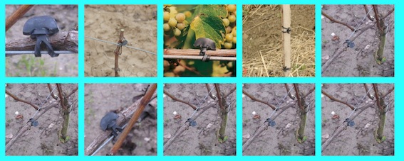 Profiel foto Vigne