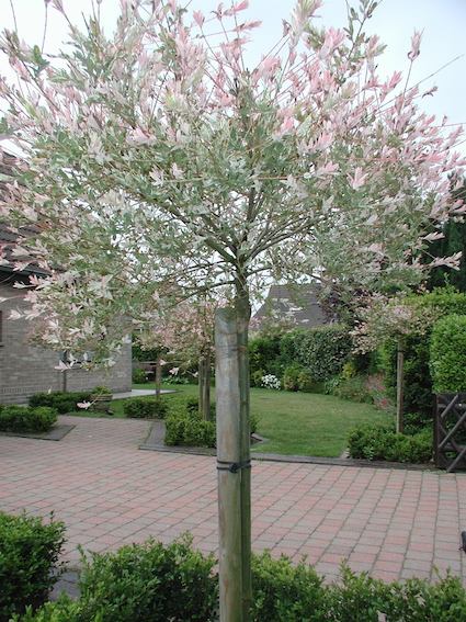 Attach plant to Stake with Tree - Fix