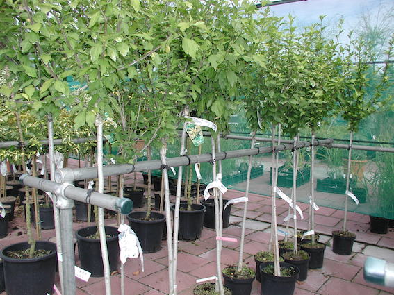 Trees attached in garden center