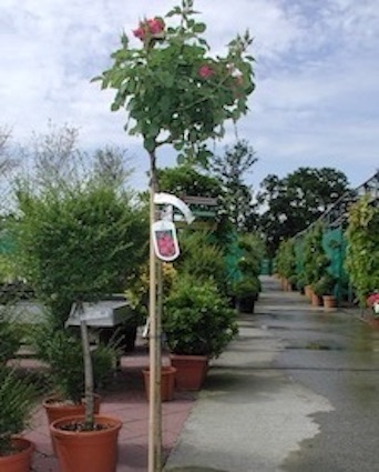 Big roses in garden center