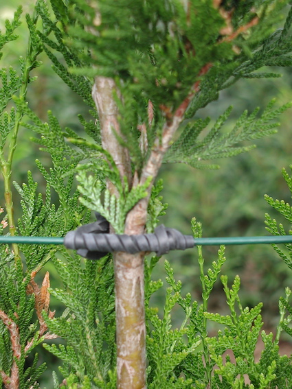 Plants tied to wire