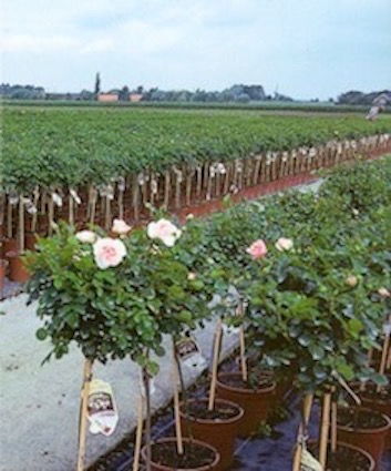 Rose growers use Tree - Fix