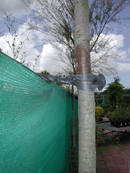 Trees tied to stake in garden center