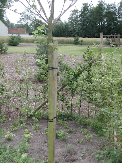 Tree fixed to a stake