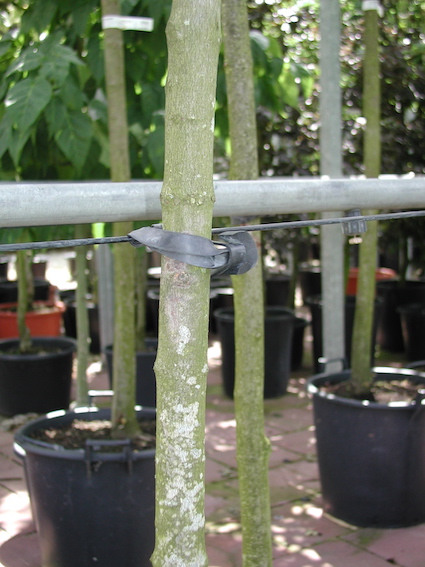 Trees in garden center