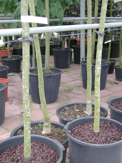 View attached trees in garden center