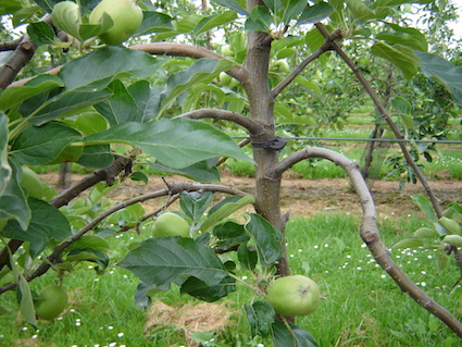 View apple tree to wire
