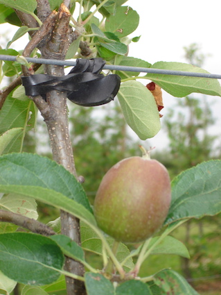 Fix apple tree to wire