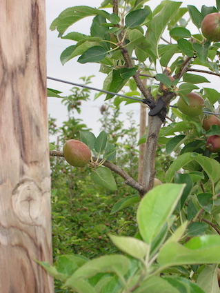 View how fix apple tree to wire