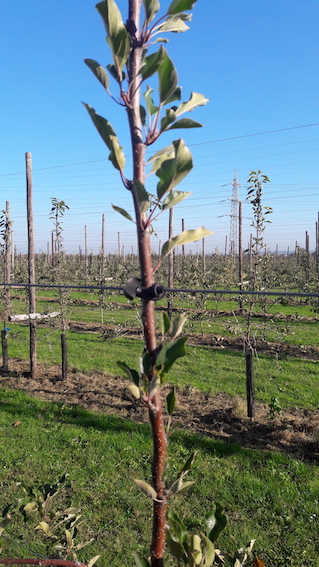 Arbre au fil belle vue 2017