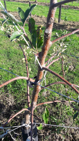 Arbre fruitier au fil 2017