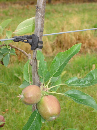 Close view fixatuion Apple Tree to wire