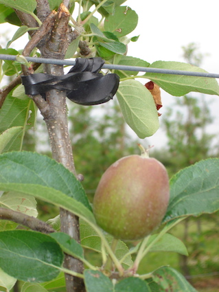 How fix apple tree to wire with 11 cm
