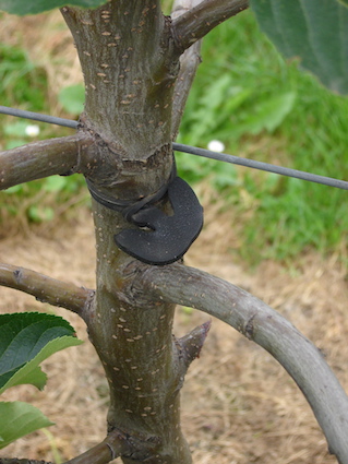 How fix Apple tree to wire
