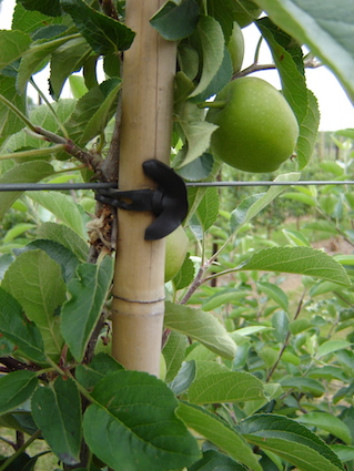 How fix tree to bamboo with 8 cm