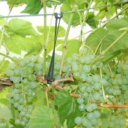 Grapes fixed with 11 cm to wire