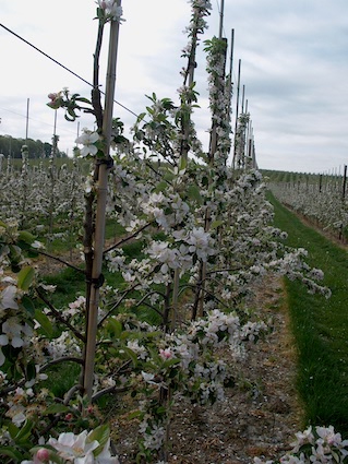 Orchard View with blossoms, 8 cm