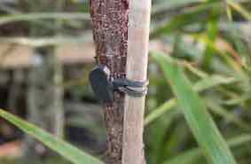 Tree Fix attaches Tree to Stake