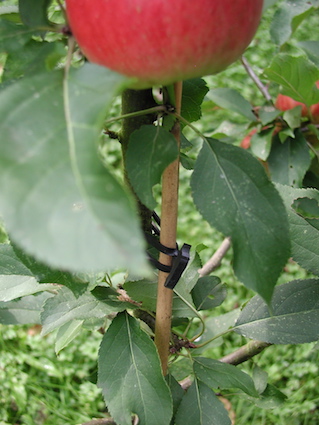 Apple tree fixed to bamboo