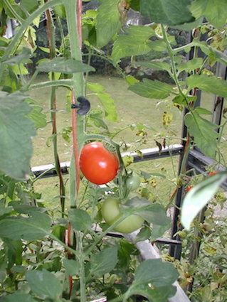 Attach tomatoes