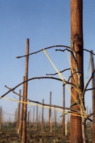 Bend down the twigs for formation of apple trees